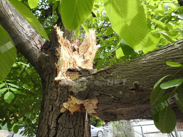 17 сигнала за паднали дървета в областта, потрошен е автомобил