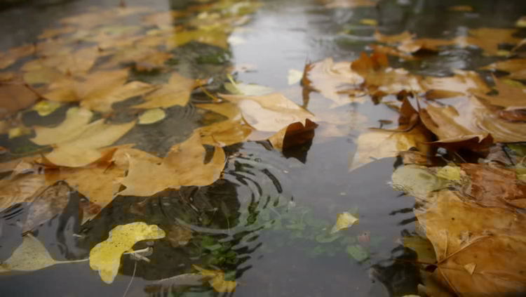 Жълт до оранжев код в цялата страна за дъжд и вятър