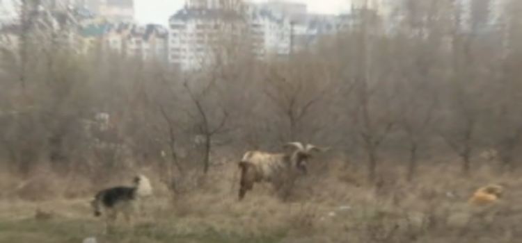 Легендарният козел Митко, който предвожда глутница