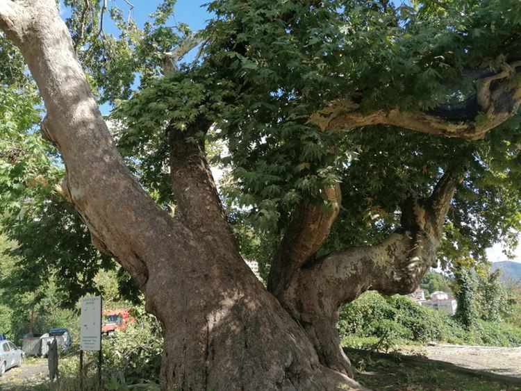 Екоинспекцията в Смолян с предписание към общината за опазване на ЧИНАРА