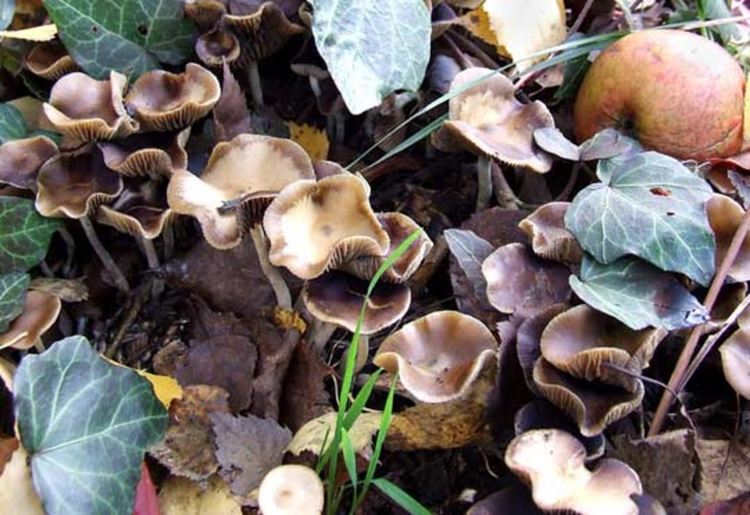 Заловиха двама мъже с рекордно количество от над 600 грама марихуана на Хайдушки поляни