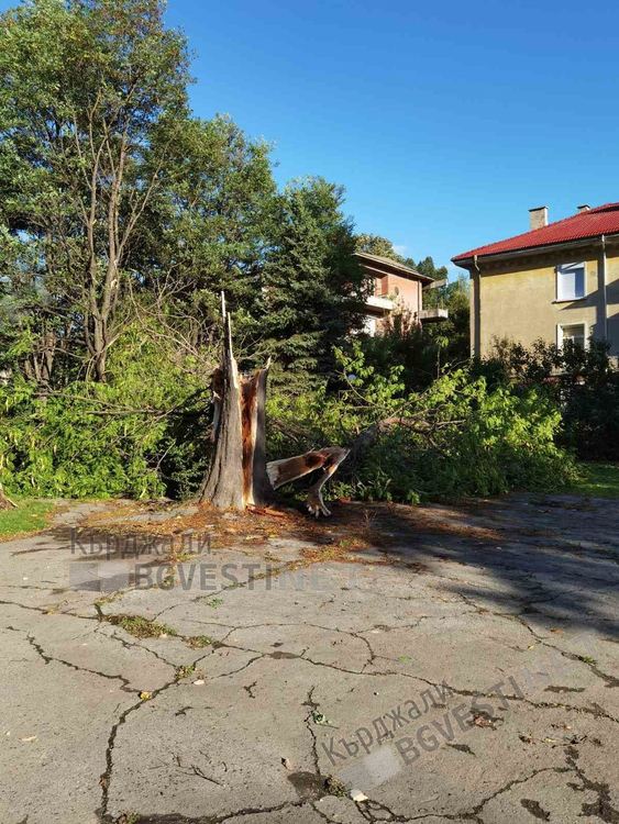 Дърво се стовари до детска площадка в Кърджали, щастие е, че няма пострадали малчугани