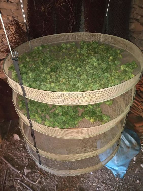 Нива с марихуана и сушилно помещение са открити от полицейски служители в село Югово