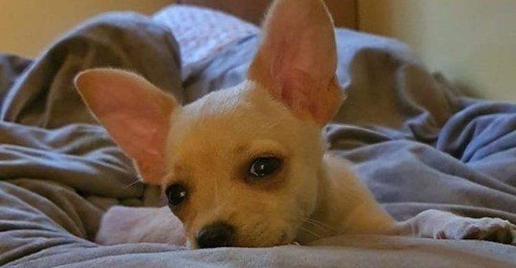 БАБХ чу Жан-Клод Ван Дам, връща малката чихуахуа Рая в България