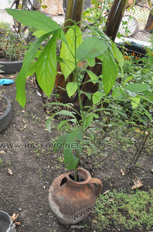 Мъж превърна двора си в тропическа градина, вари ракия от киви