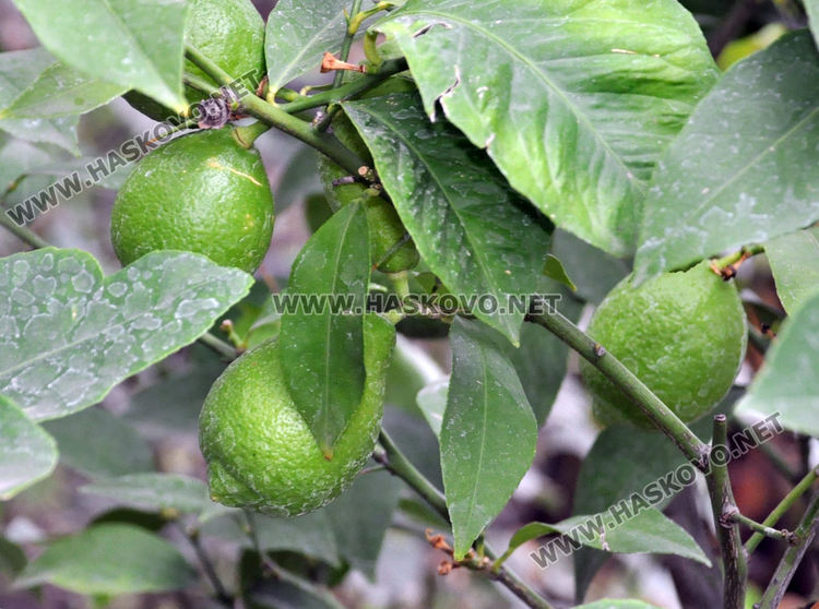 Мъж превърна двора си в тропическа градина, вари ракия от киви