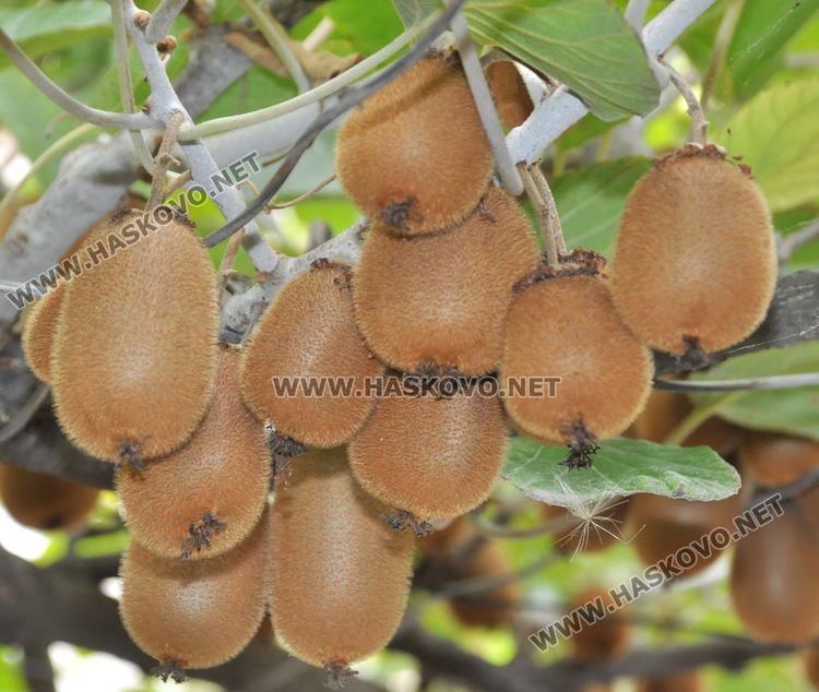 Мъж превърна двора си в тропическа градина, вари ракия от киви