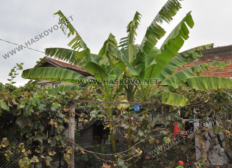 Мъж превърна двора си в тропическа градина, вари ракия от киви