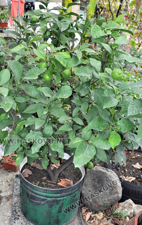 Мъж превърна двора си в тропическа градина, вари ракия от киви