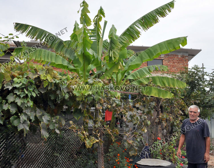 Мъж превърна двора си в тропическа градина, вари ракия от киви