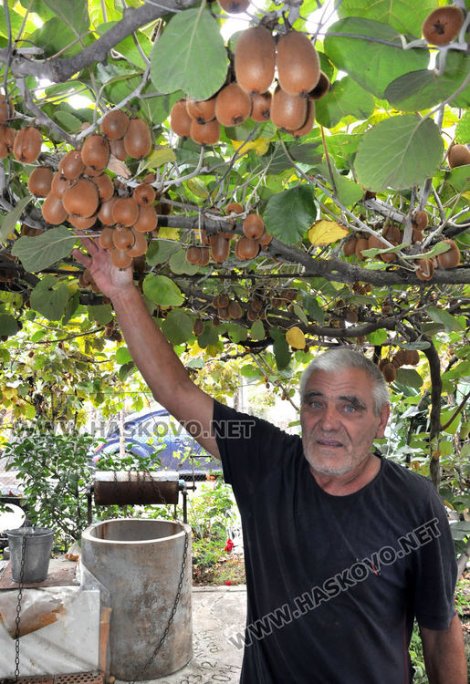Мъж превърна двора си в тропическа градина, вари ракия от киви