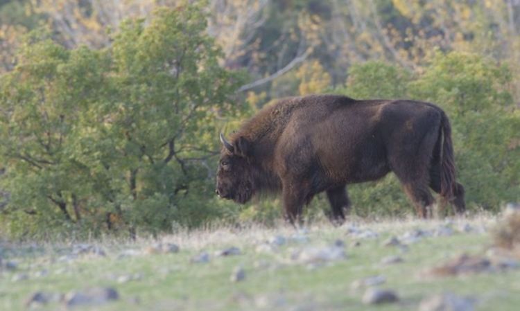 Още два зубъра заселиха Източните Родопи