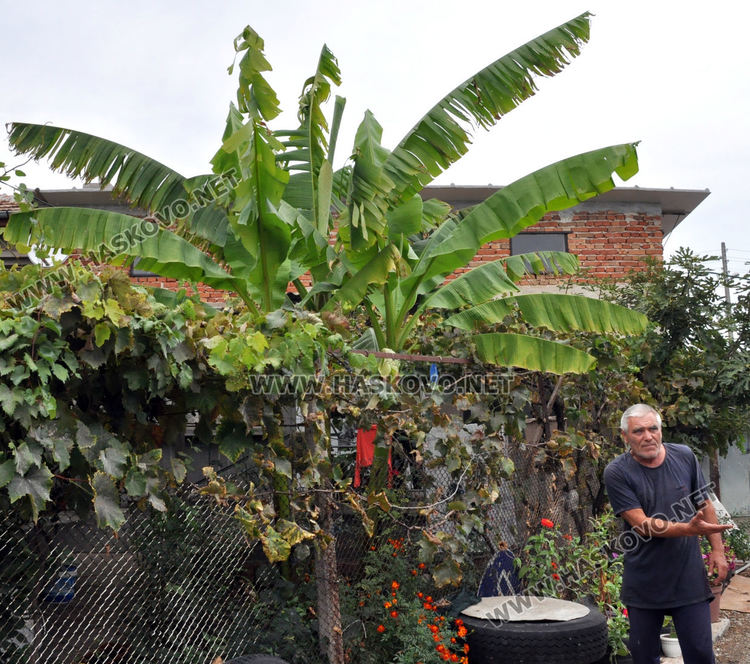 Мъж превърна двора си в тропическа градина, вари ракия от киви