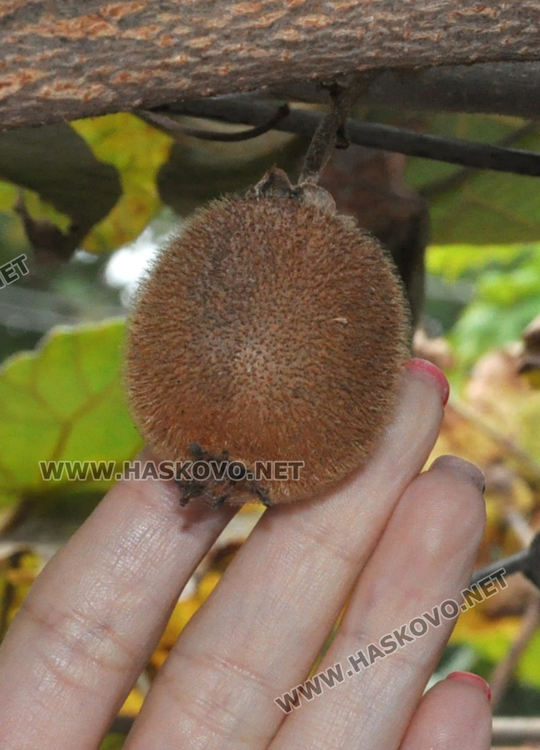 Мъж превърна двора си в тропическа градина, вари ракия от киви