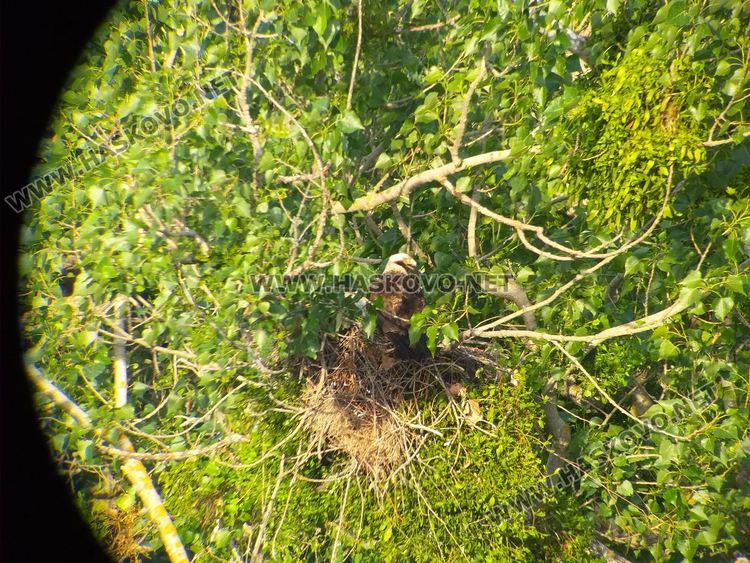 Български орнитолози учат турски специалисти да строят изкуствени орлови гнезда