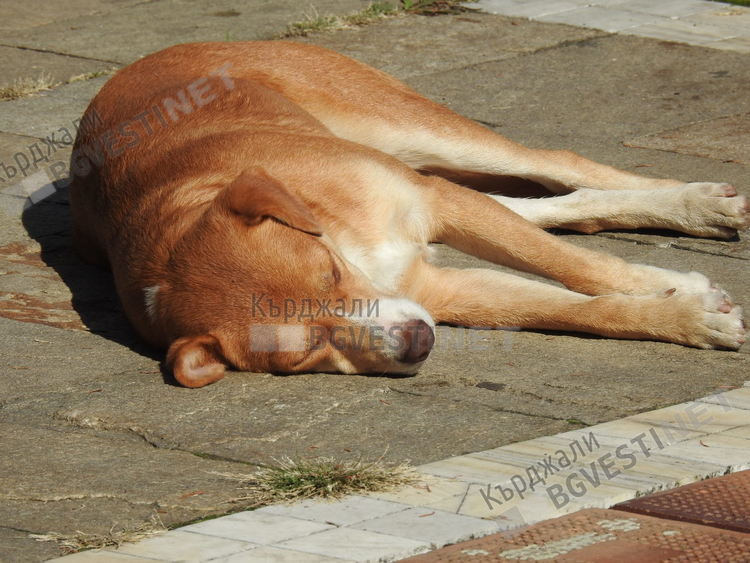Поредното престъпление срещу животно, убиха дворно куче в Бял извор