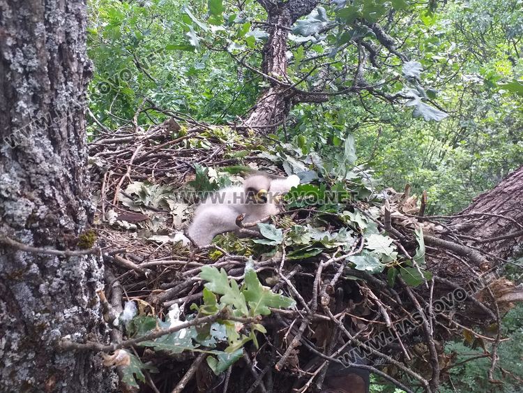 Български орнитолози учат турски специалисти да строят изкуствени орлови гнезда