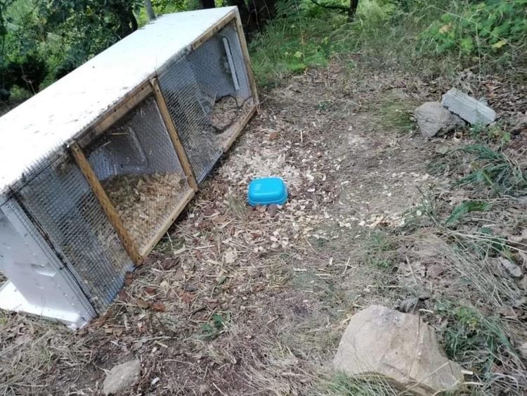 Тригодишен мечок всява паника в село Давидково