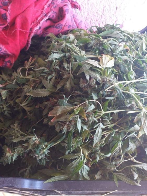 Задържаха майка и син с 3.3 кг марихуана