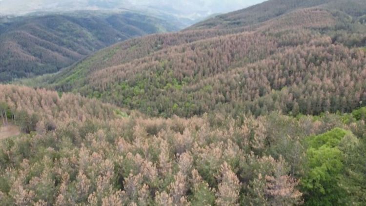 Климатичните промени влияят на нашите изкуствени иглолистни гори