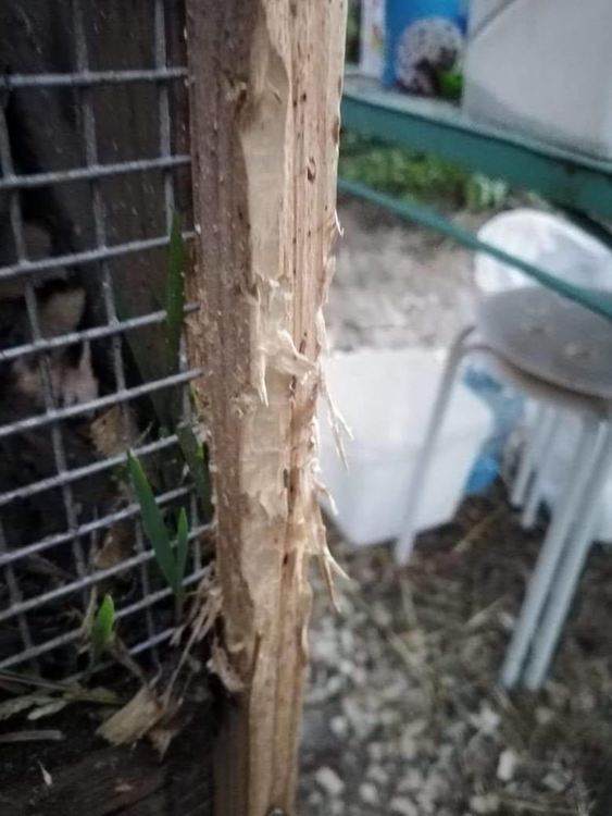 Тригодишен мечок всява паника в село Давидково