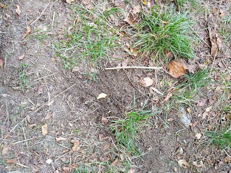 Тригодишен мечок всява паника в село Давидково