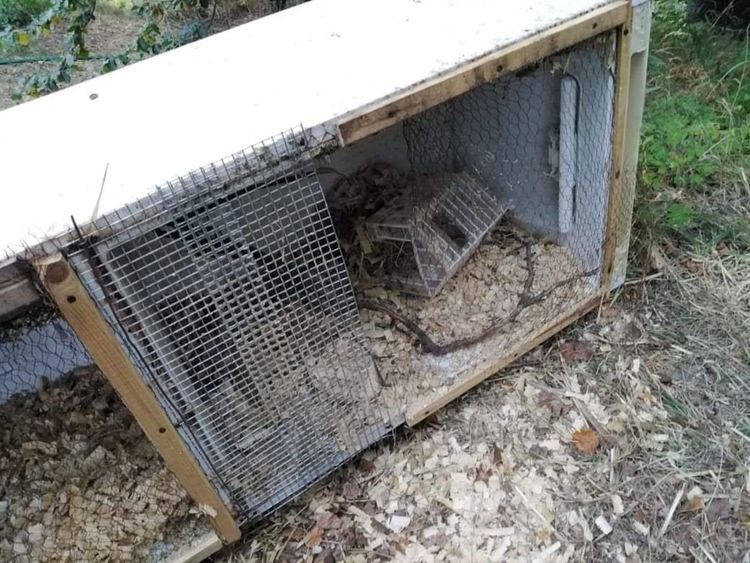 Щетите, които е нанесъл мечока са видими