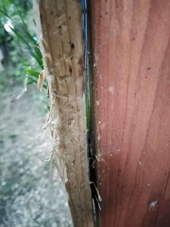 Тригодишен мечок всява паника в село Давидково