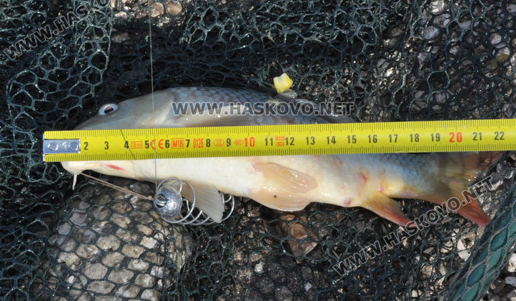 Читалищни дейци премериха слука на язовира край Бодрово