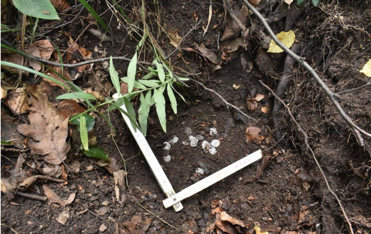 Турист откри съкровище под паднало дърво в Пещяни