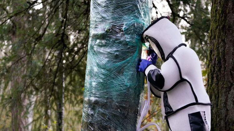 На лов за стършели убийци във Вашингтон