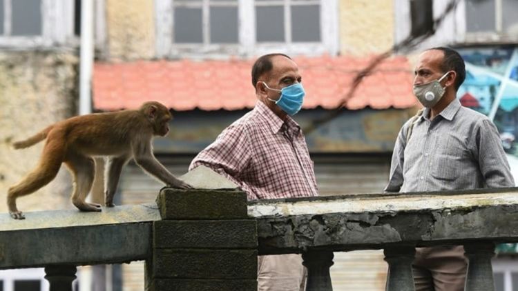 Пандемия: "Групировки" изгладнели маймуни тероризират туристически град в Индия 