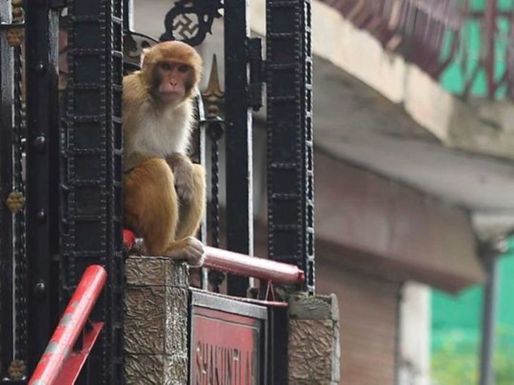 Пандемия: "Групировки" изгладнели маймуни тероризират туристически град в Индия 