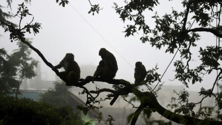 Пандемия: "Групировки" изгладнели маймуни тероризират туристически град в Индия 