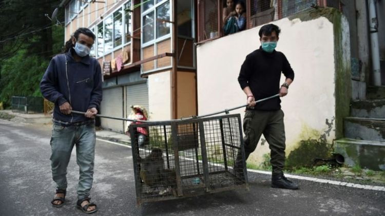 Пандемия: "Групировки" изгладнели маймуни тероризират туристически град в Индия 