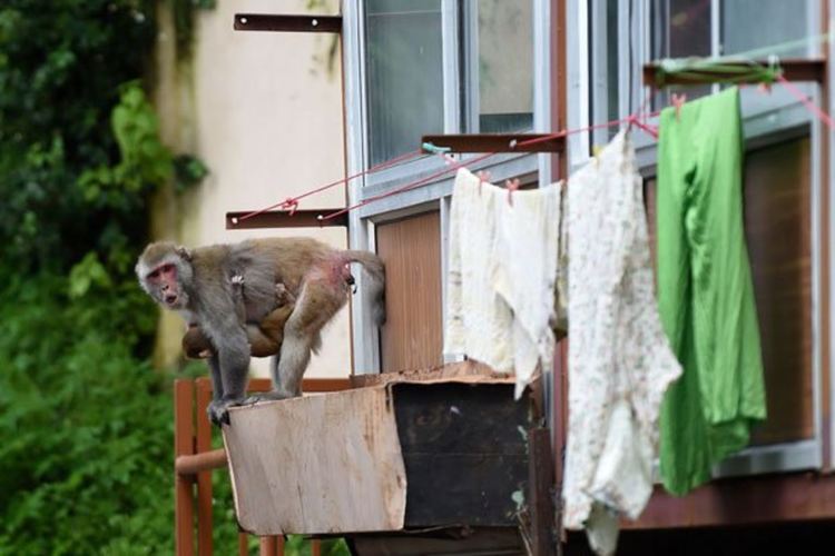 Пандемия: "Групировки" изгладнели маймуни тероризират туристически град в Индия 