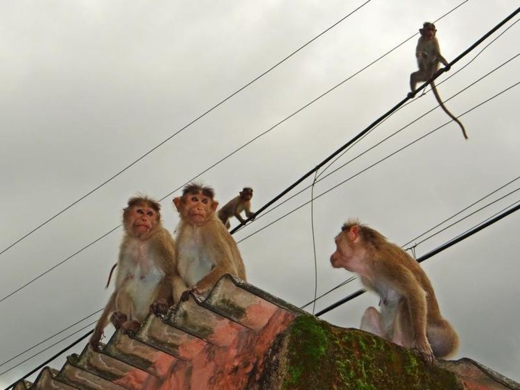 Пандемия: "Групировки" изгладнели маймуни тероризират туристически град в Индия 