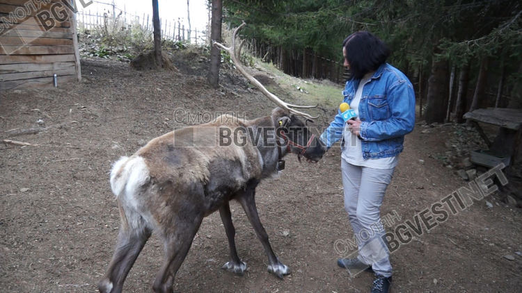 В българския дом на Дядо Коледа...в Родопите живее еленът Рудолф