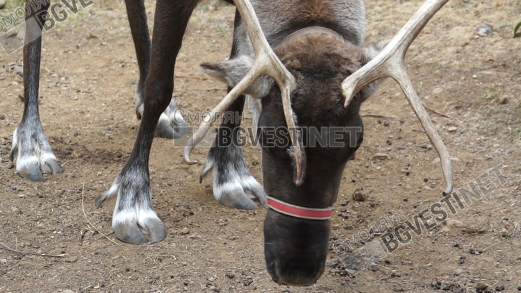 В българския дом на Дядо Коледа...в Родопите живее еленът Рудолф
