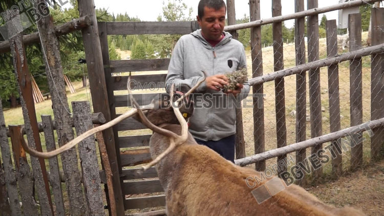 В българския дом на Дядо Коледа...в Родопите живее еленът Рудолф