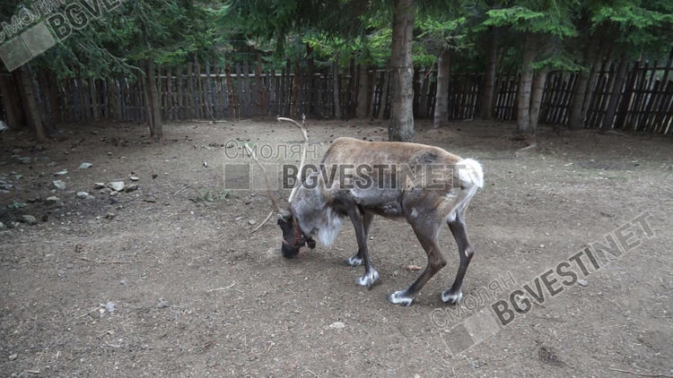 В българския дом на Дядо Коледа...в Родопите живее еленът Рудолф
