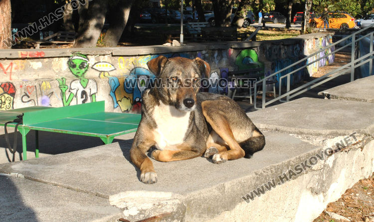 Оживление на „Кенана“ в слънчевата неделя