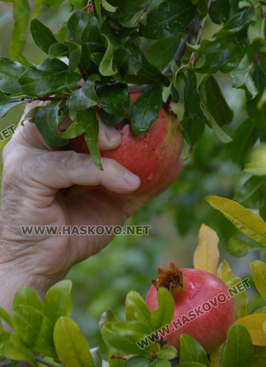 Хасковлии гледат нарове в двора си за здраве и красота