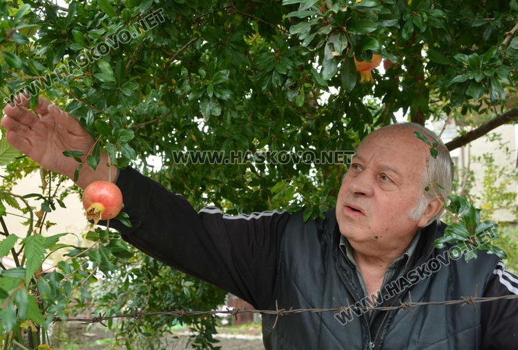Хасковлии гледат нарове в двора си за здраве и красота