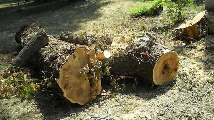 Пожарникари отстраниха опасно дърво в Златоград