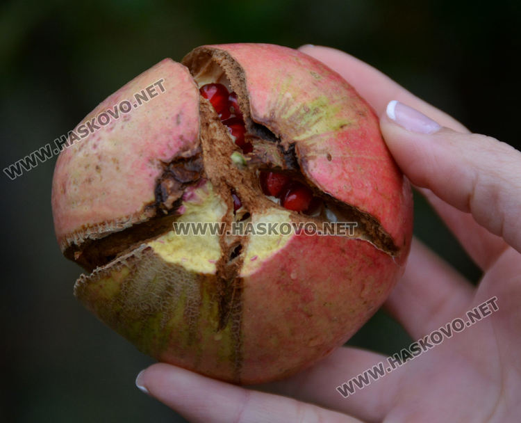 Хасковлии гледат нарове в двора си за здраве и красота