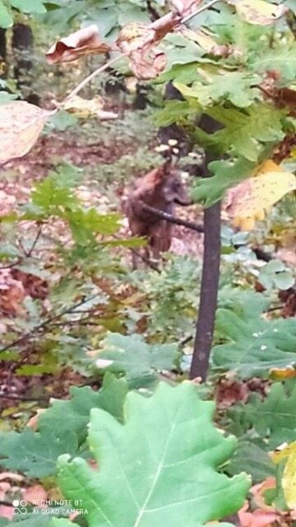 Заснеха вълк да се разхожда свободно на „Кенана“