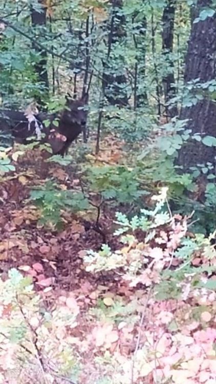 Заснеха вълк да се разхожда свободно на „Кенана“