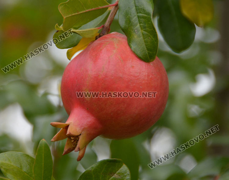 Хасковлии гледат нарове в двора си за здраве и красота