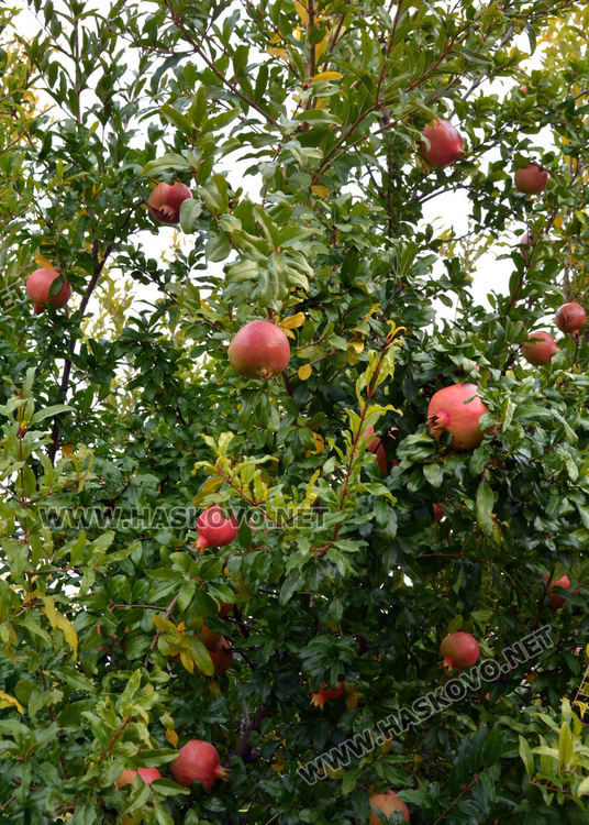 Хасковлии гледат нарове в двора си за здраве и красота